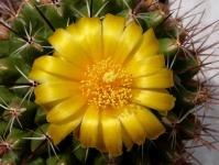 Thumbnail of 0184_Thelocactus conothelos aurantiacus_20130510-02(1).JPG